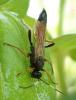 Stenichneumon culpator